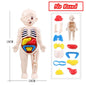 3D Human Body Torso Model Educational Assembly Learning DIY Toys Human Body Organ Teaching Tools Early Learning Toy for Children