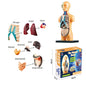 3D Human Body Torso Model Educational Assembly Learning DIY Toys Human Body Organ Teaching Tools Early Learning Toy for Children